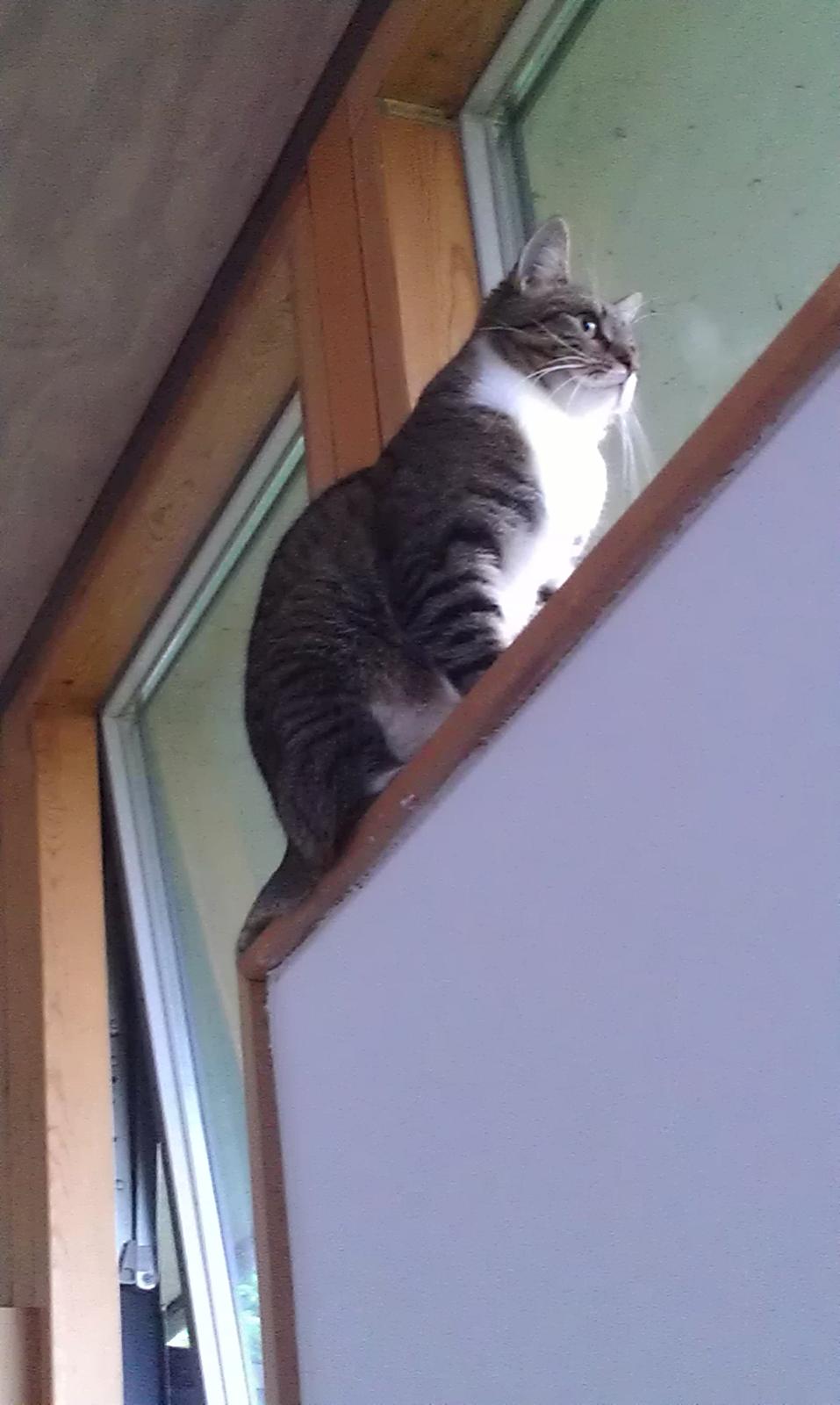 Huskat Agent CHILI Knorhår - Baghaven skal også overvåges billede 4