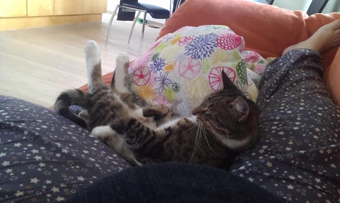 Huskat Agent CHILI Knorhår - Mmm det er rart at ligge hos Julie billede 5