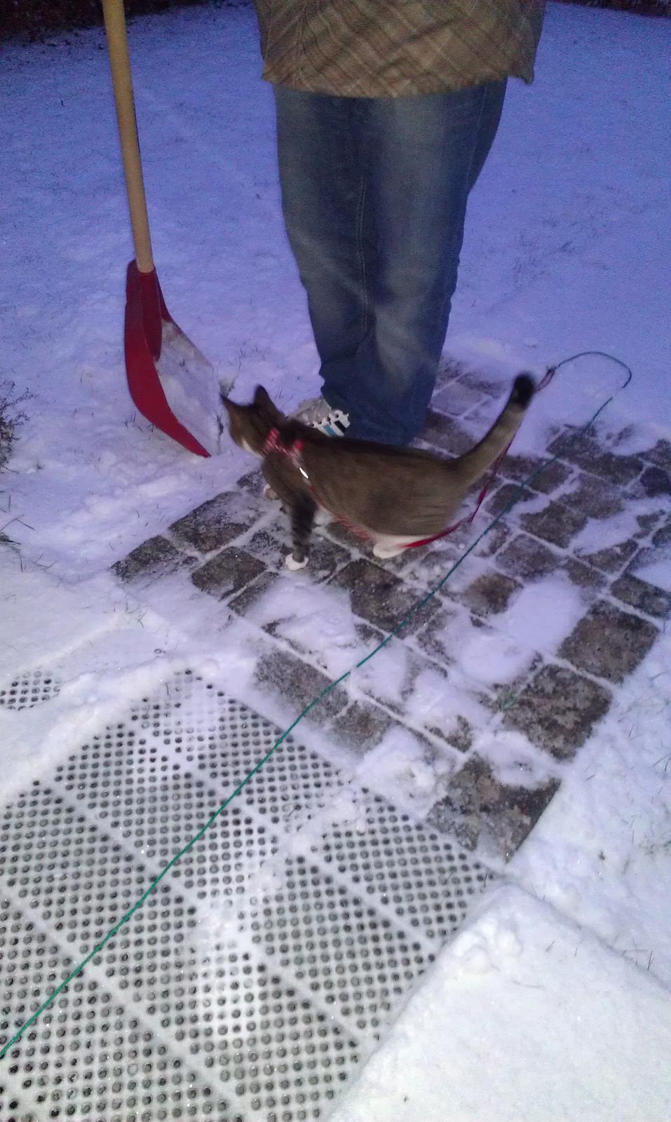 Huskat Agent CHILI Knorhår - Ham Lars har da brug for lidt hjælp til at rydde sne. billede 6