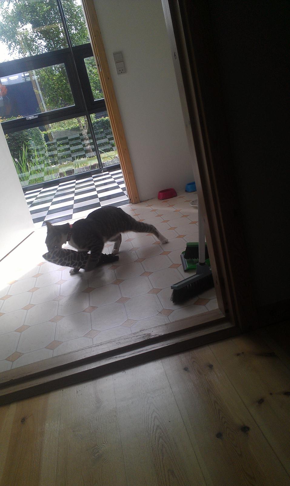 Huskat Agent CHILI Knorhår - Hvor skal jeg nu gemme den? billede 7