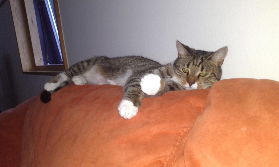 Huskat Agent CHILI Knorhår - Her ligger man nu også godt. billede 8