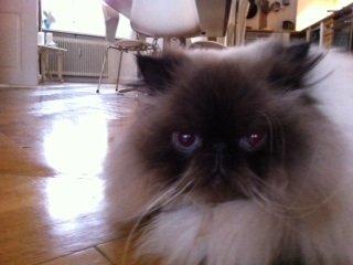 Colorpoint Victor  billede 1