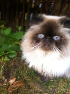 Colorpoint Victor  billede 2