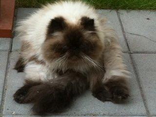 Colorpoint Victor  billede 3