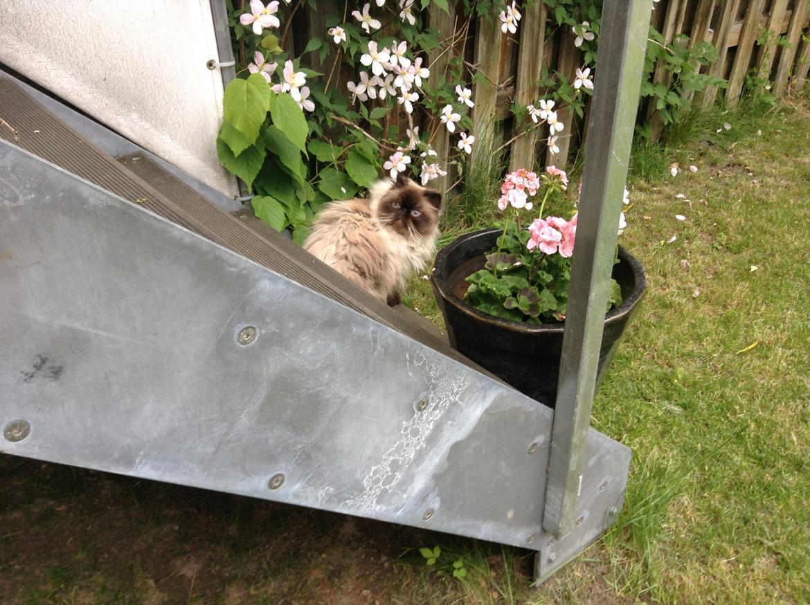 Colorpoint Victor  billede 4