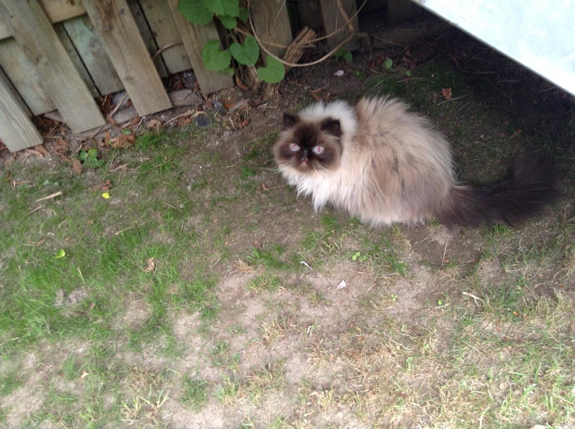 Colorpoint Victor  billede 5