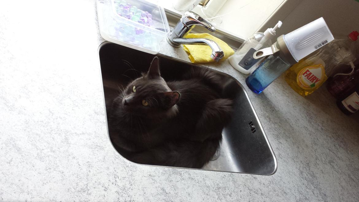 Blanding af racer O'Malley billede 14