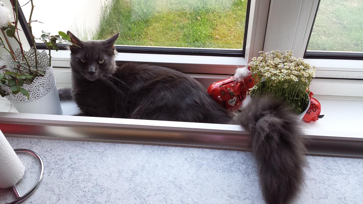 Blanding af racer O'Malley billede 15