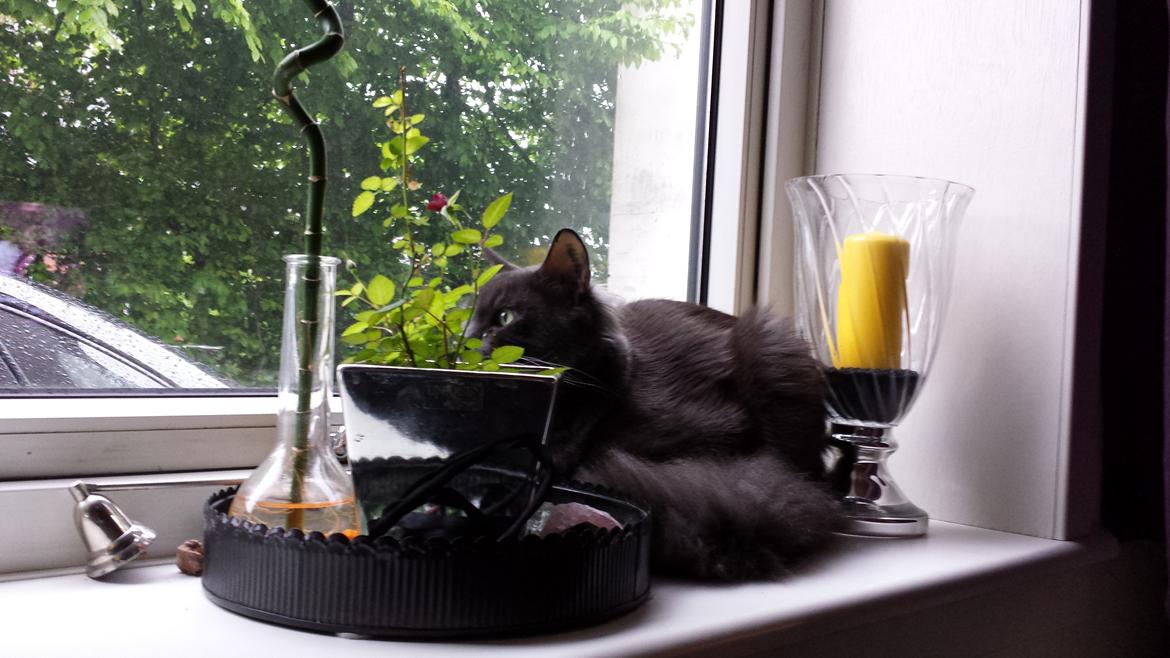 Blanding af racer O'Malley billede 16