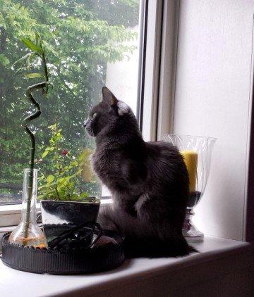 Blanding af racer O'Malley billede 6