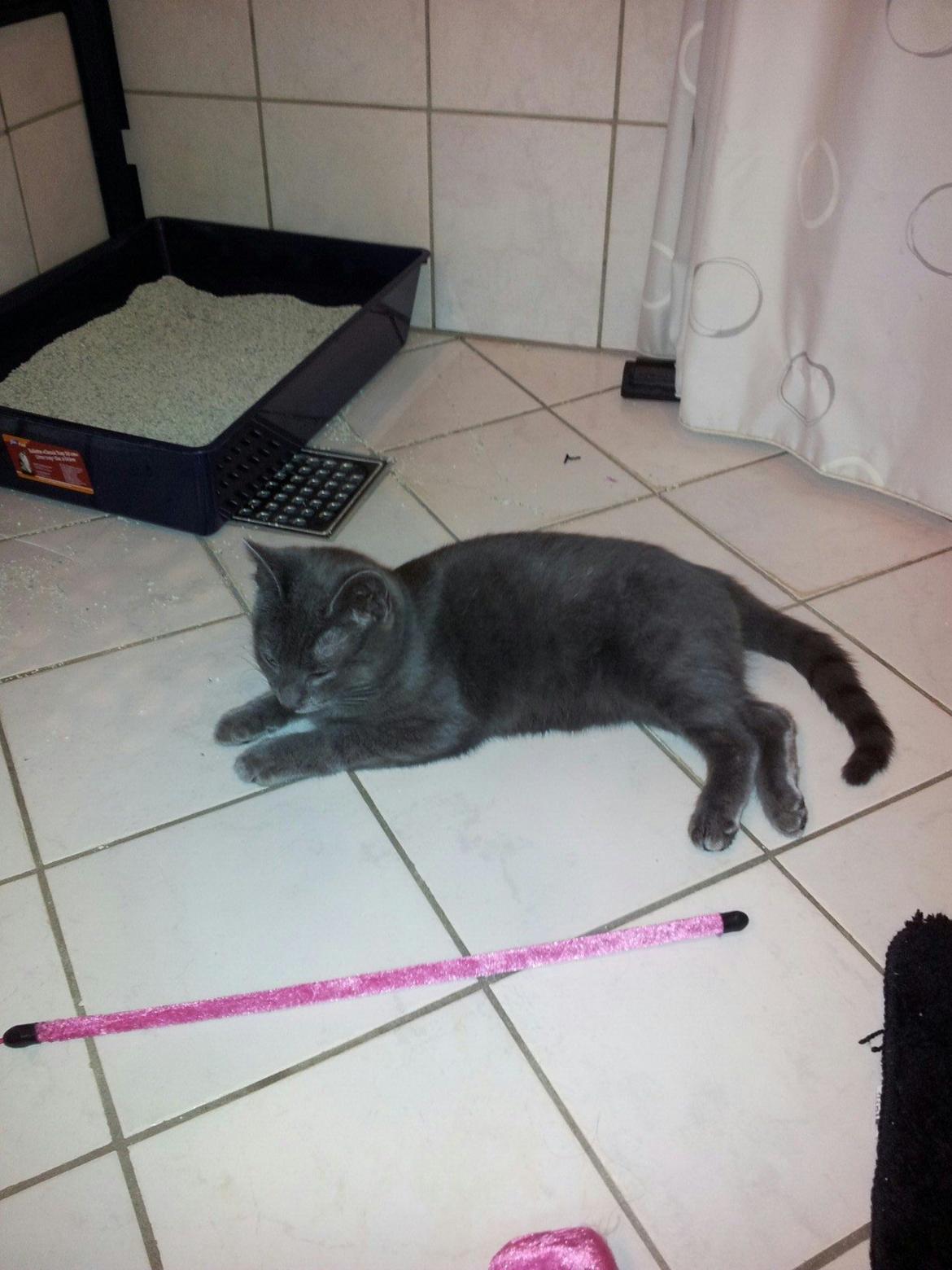 Huskat Perle billede 8