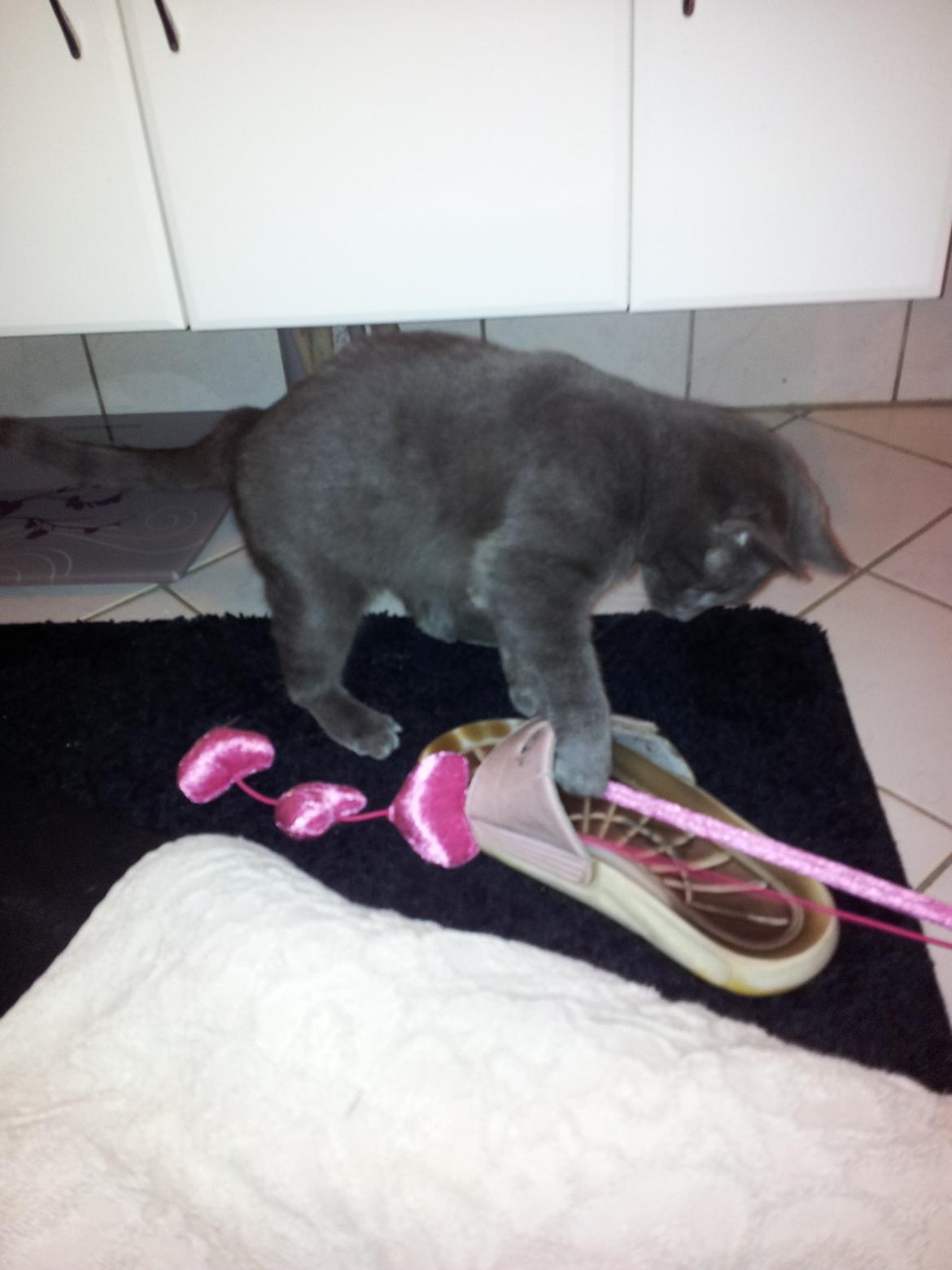 Huskat Perle billede 6