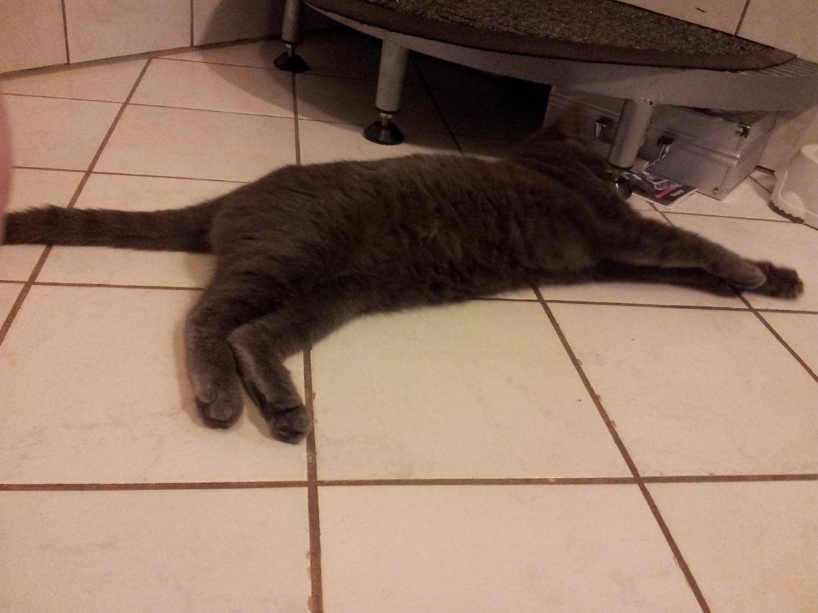 Huskat Perle billede 9