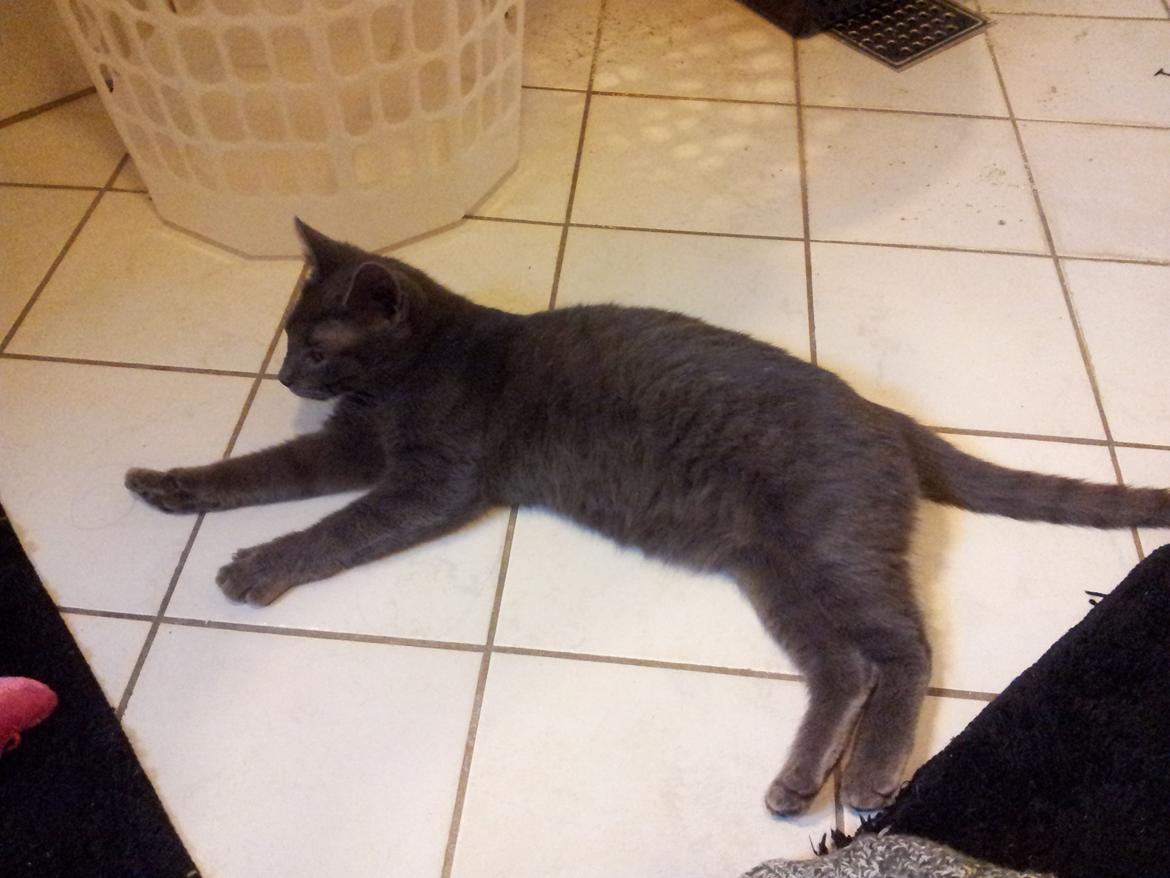 Huskat Perle billede 10