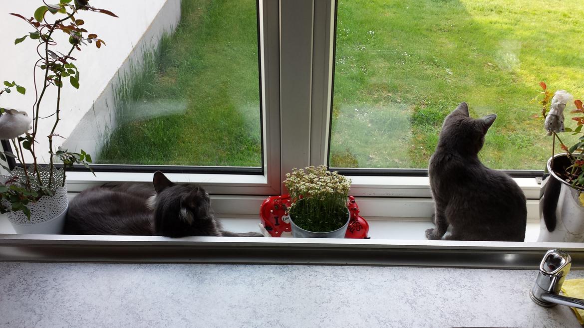 Huskat Perle billede 11