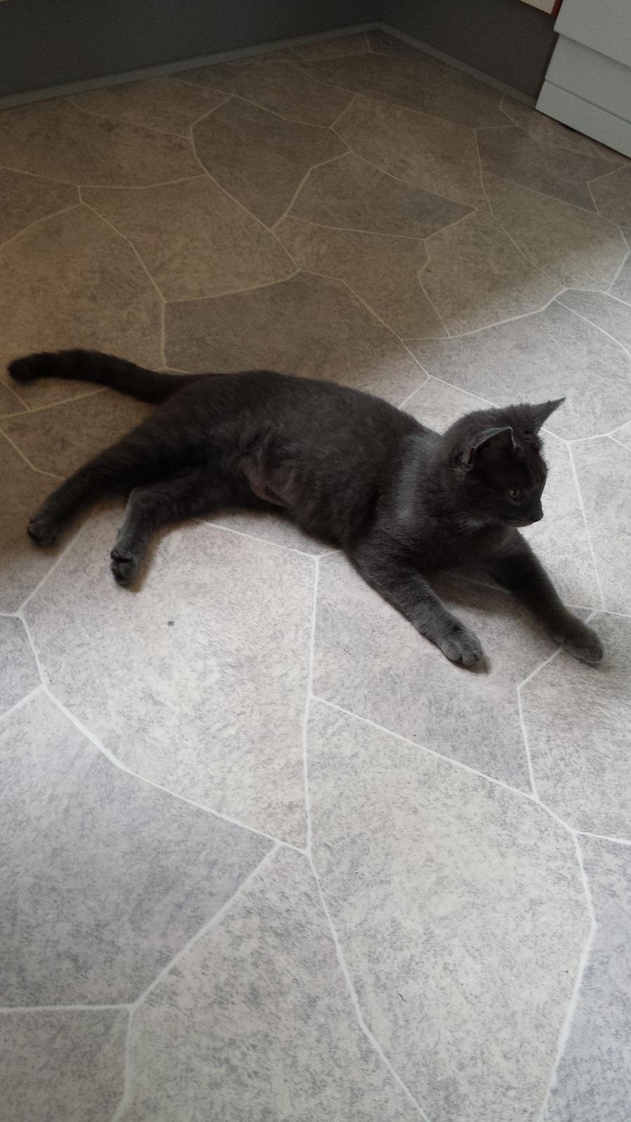 Huskat Perle billede 7