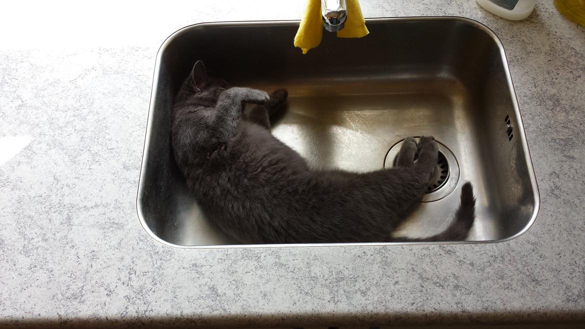 Huskat Perle billede 5