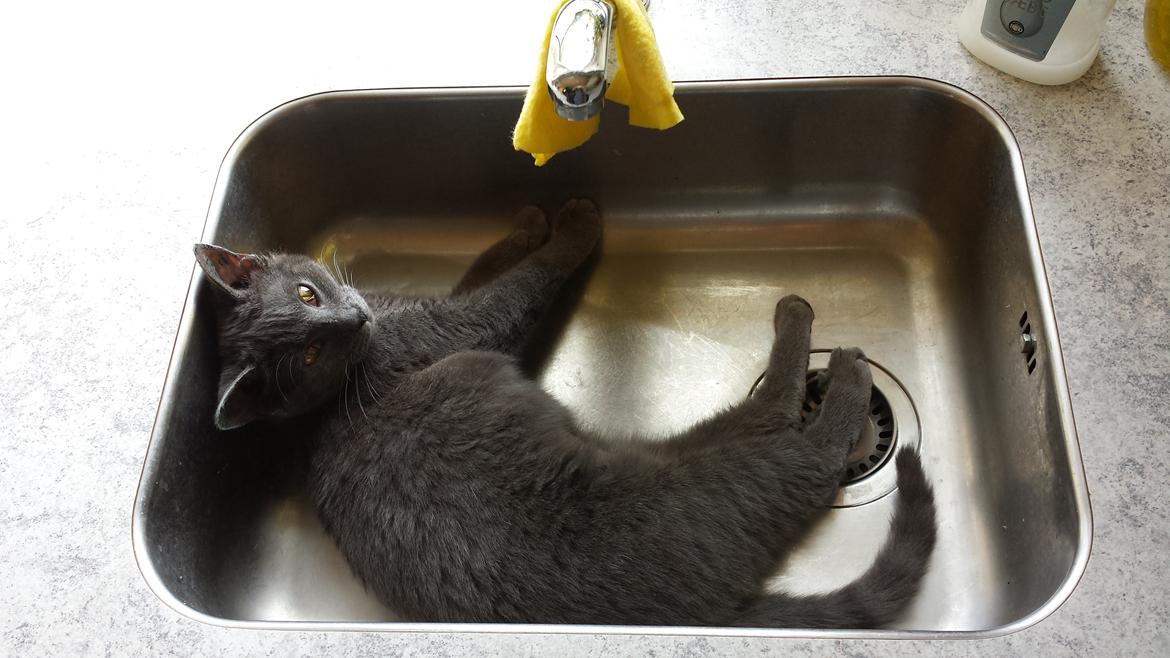 Huskat Perle billede 4