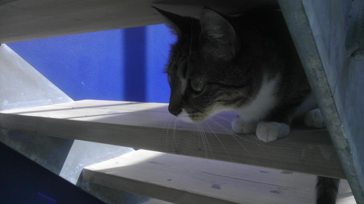 Huskat Agent CHILI Knorhår - Jeg må hellere holde afstand og holde øje. billede 9