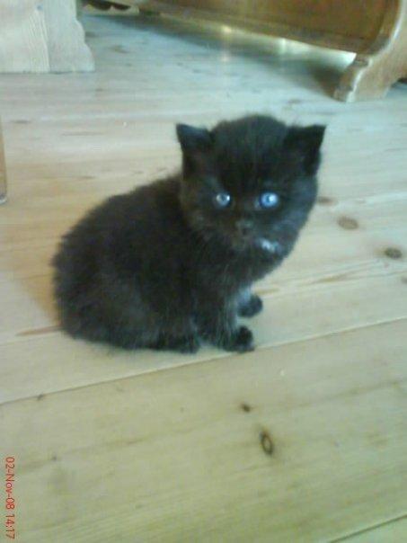 Blanding af racer Børge <3 billede 1