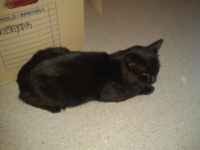 Blanding af racer Børge <3 billede 2