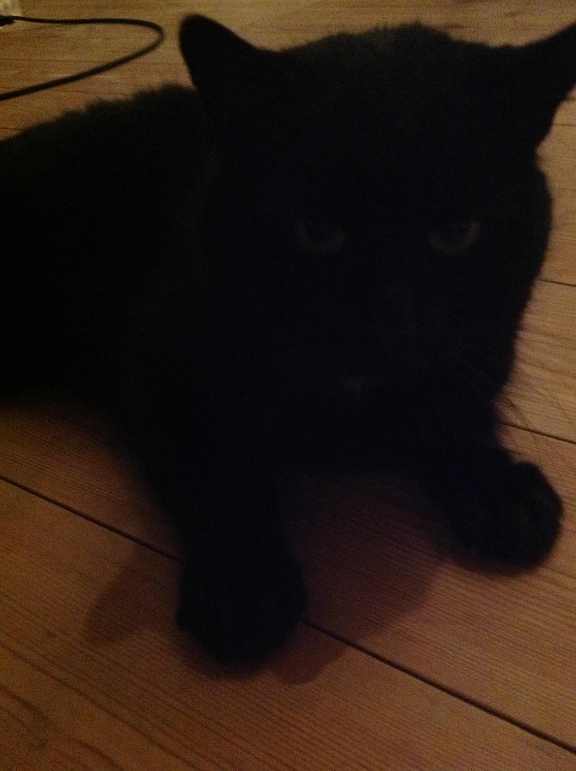 Blanding af racer Børge <3 billede 3