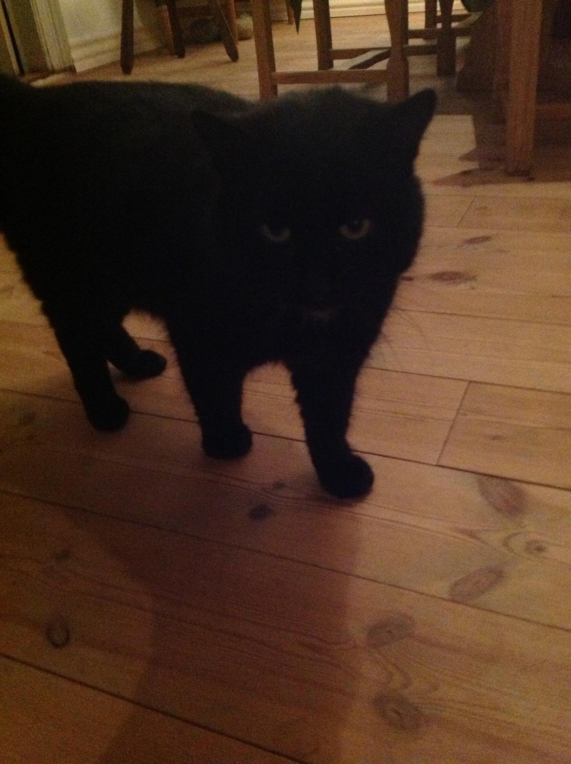 Blanding af racer Børge <3 billede 4