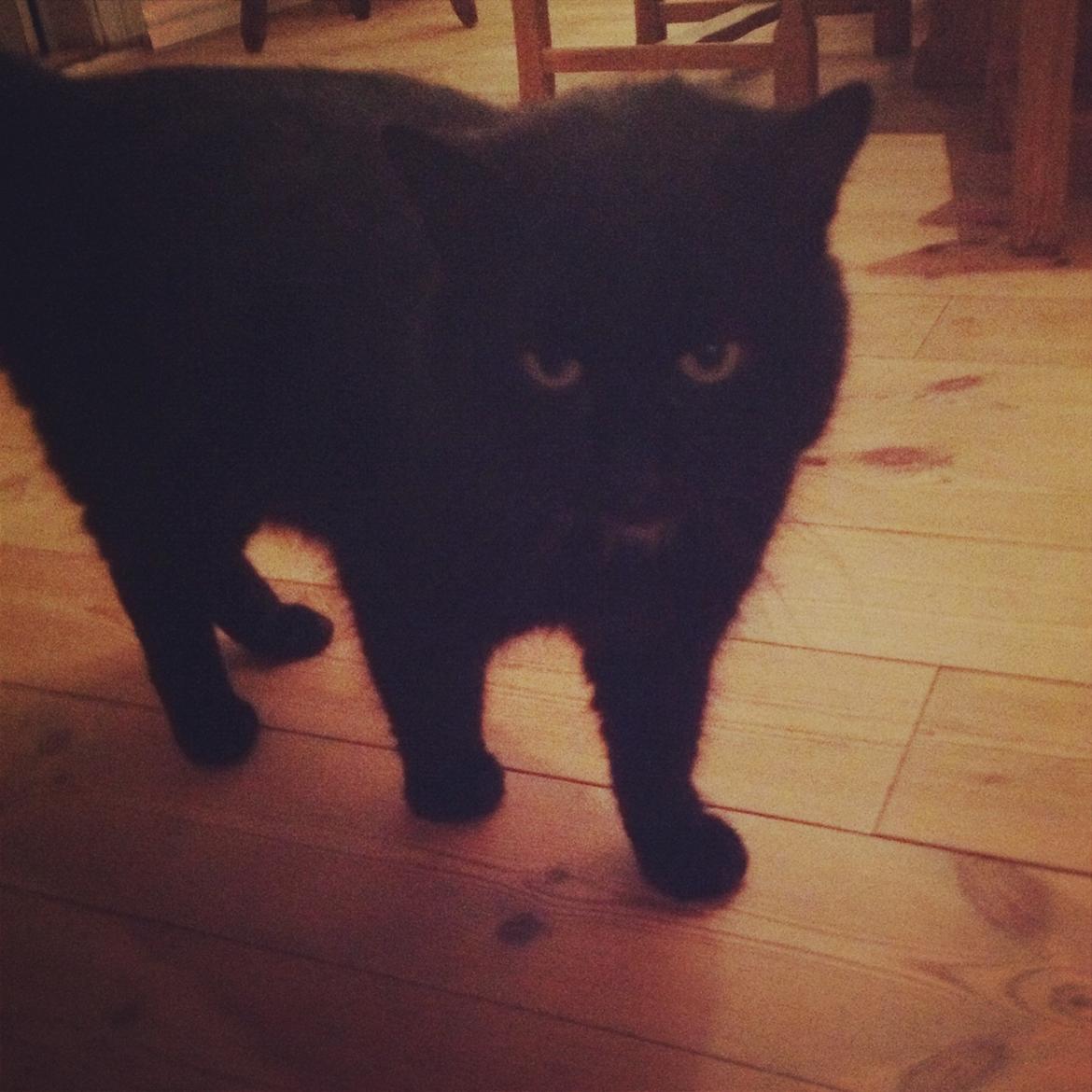 Blanding af racer Børge <3 billede 5