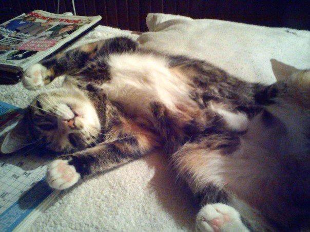 Huskat Speedy billede 1