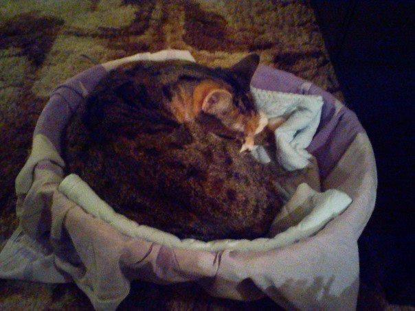 Huskat Speedy billede 2