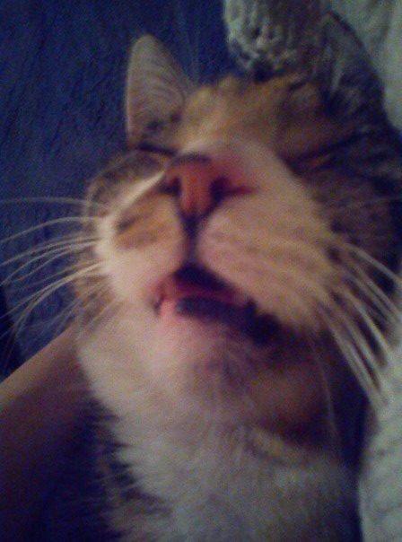 Huskat Speedy billede 3