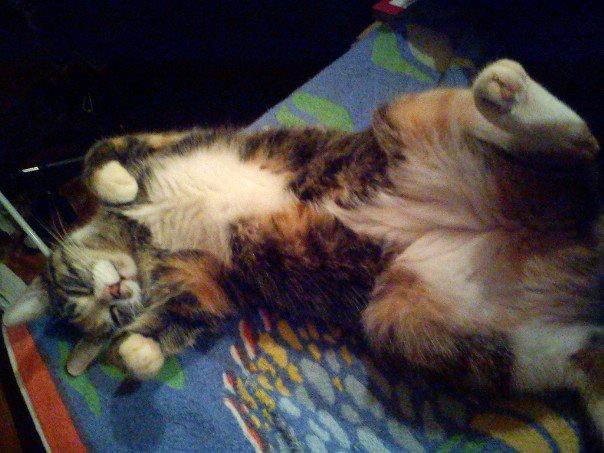 Huskat Speedy billede 4