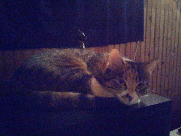 Huskat Speedy billede 5