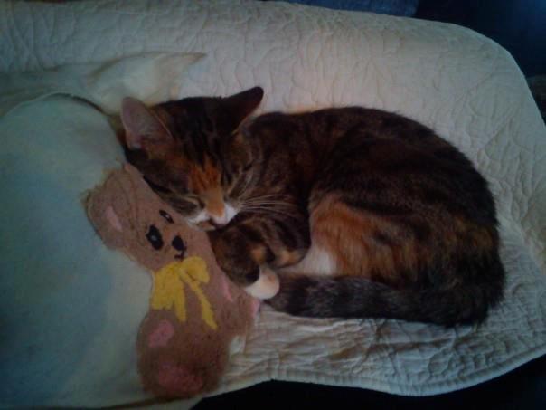 Huskat Speedy billede 6