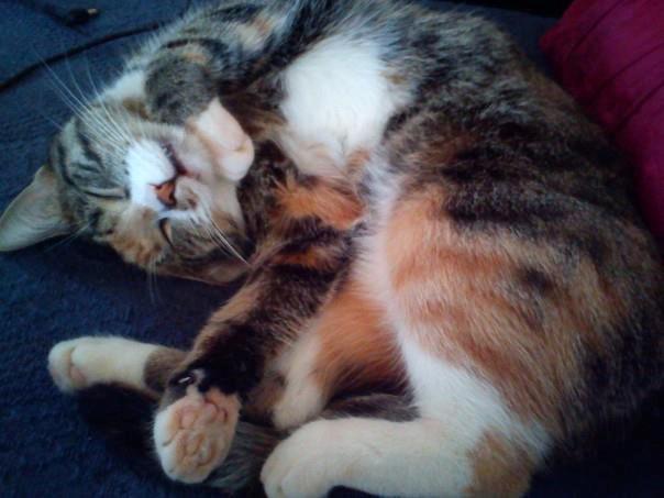 Huskat Speedy billede 7