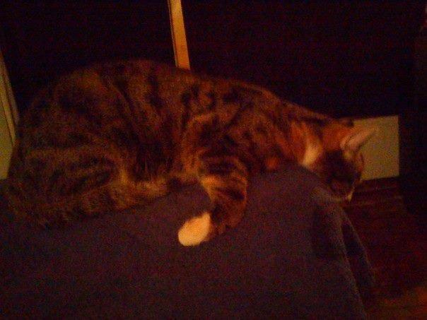 Huskat Speedy billede 8