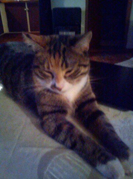 Huskat Speedy billede 9