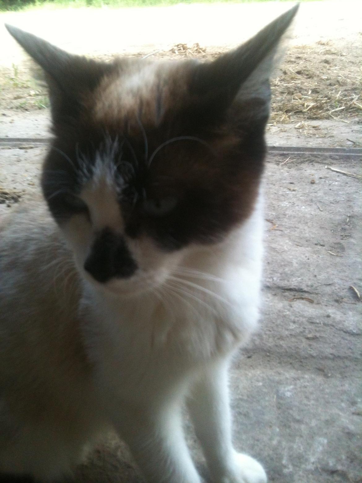 Huskat Beyli billede 1