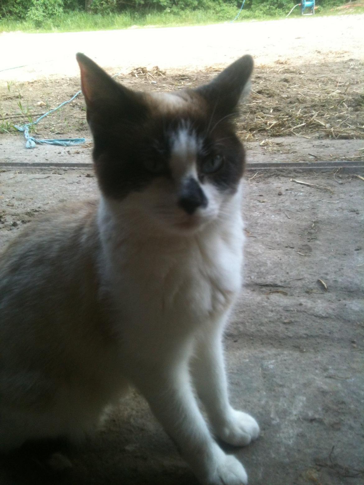 Huskat Beyli billede 2