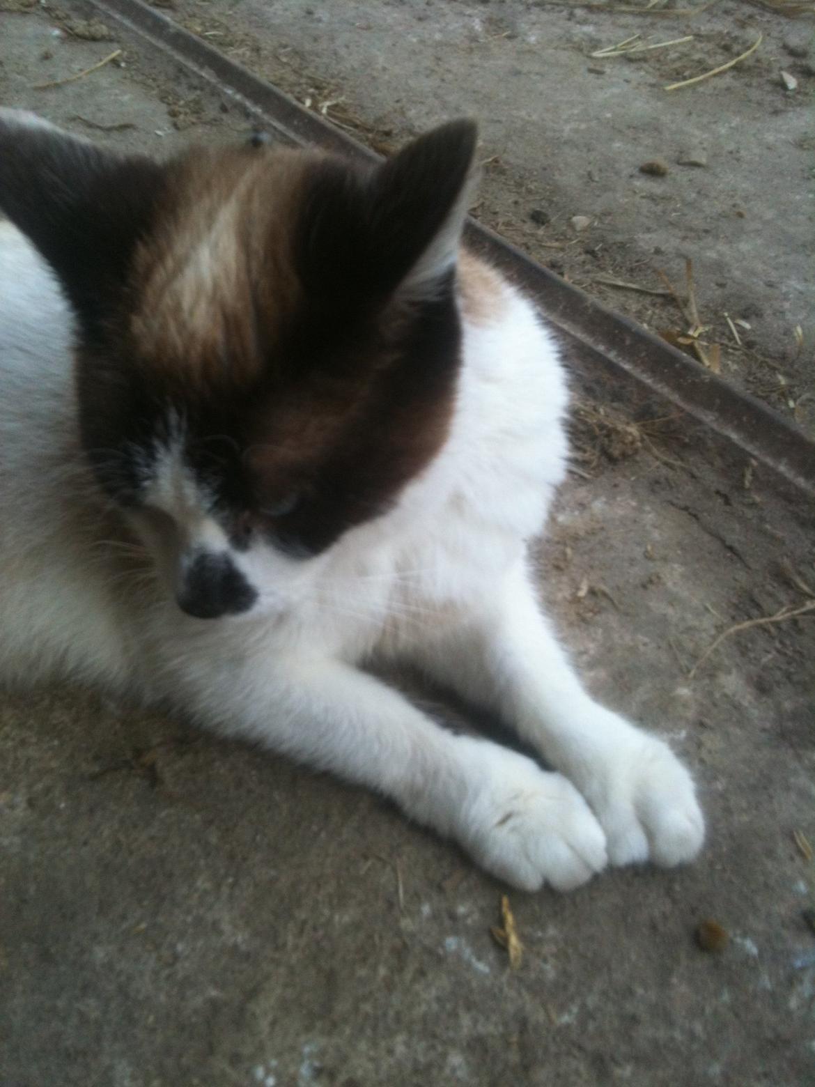 Huskat Beyli billede 3