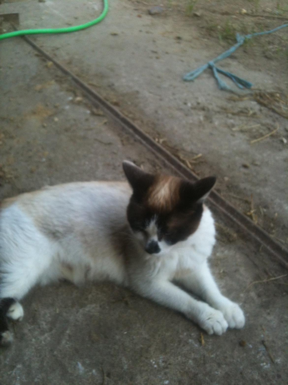 Huskat Beyli billede 4