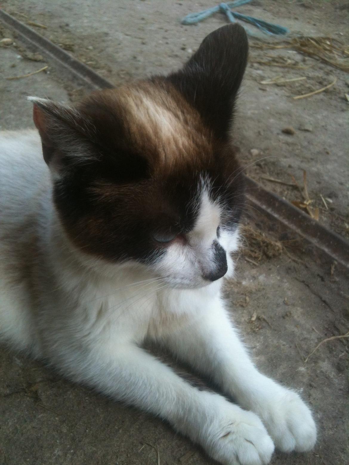 Huskat Beyli billede 5