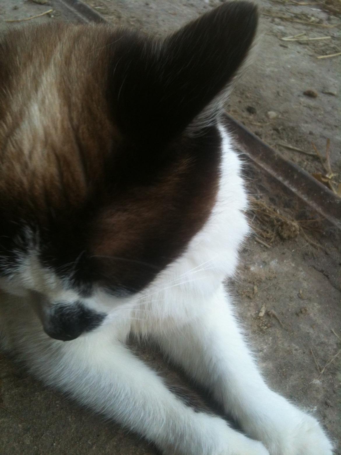 Huskat Beyli billede 6