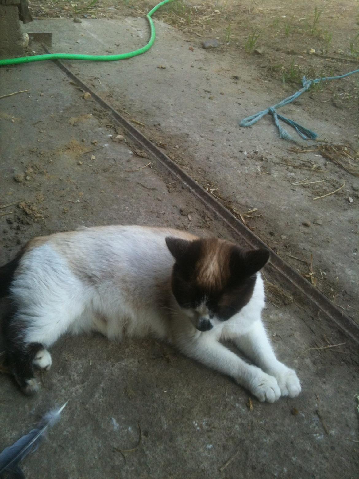 Huskat Beyli billede 7