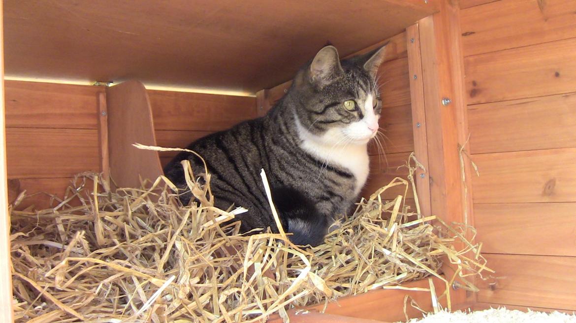 Blanding af racer Sovefisen - Godkender lige det nye hønsehus og lægger et par æg. billede 1