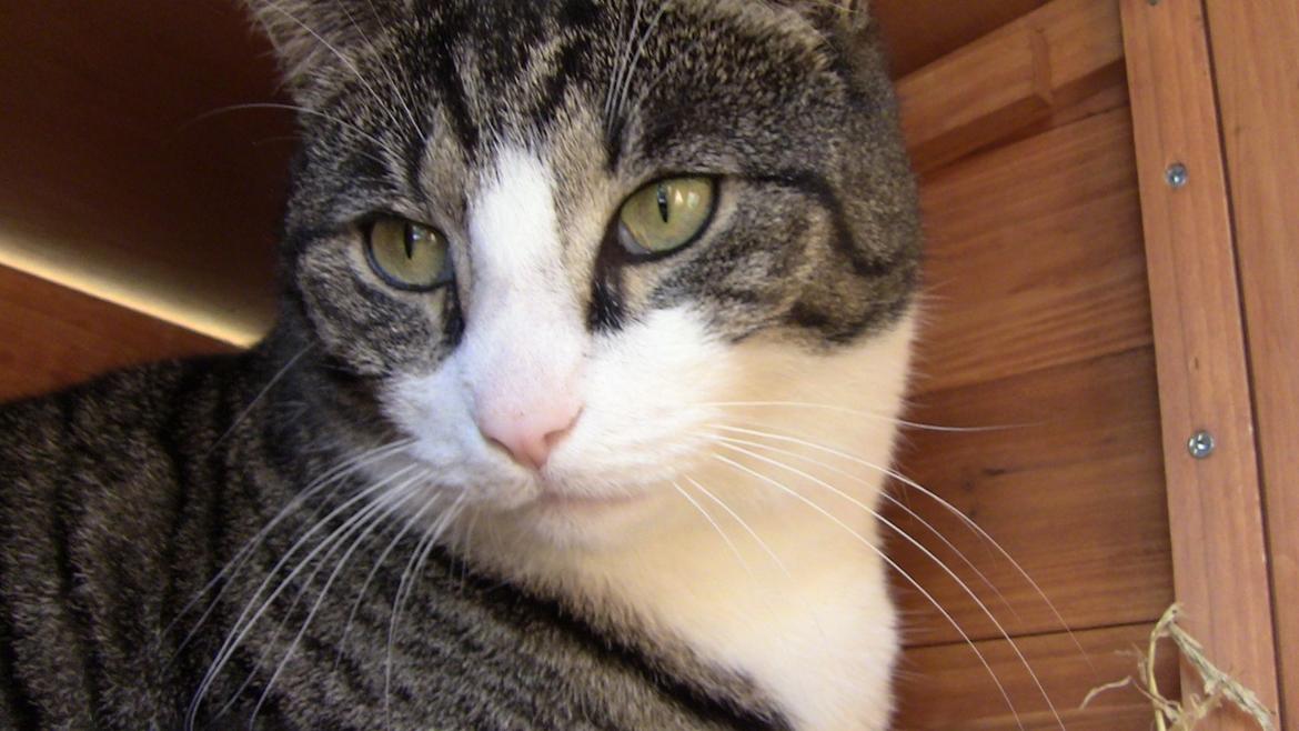 Blanding af racer Sovefisen billede 2