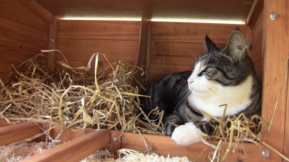 Blanding af racer Sovefisen - Kunne godt blive boende her hvis det ikke var for de pokkers høns... billede 3