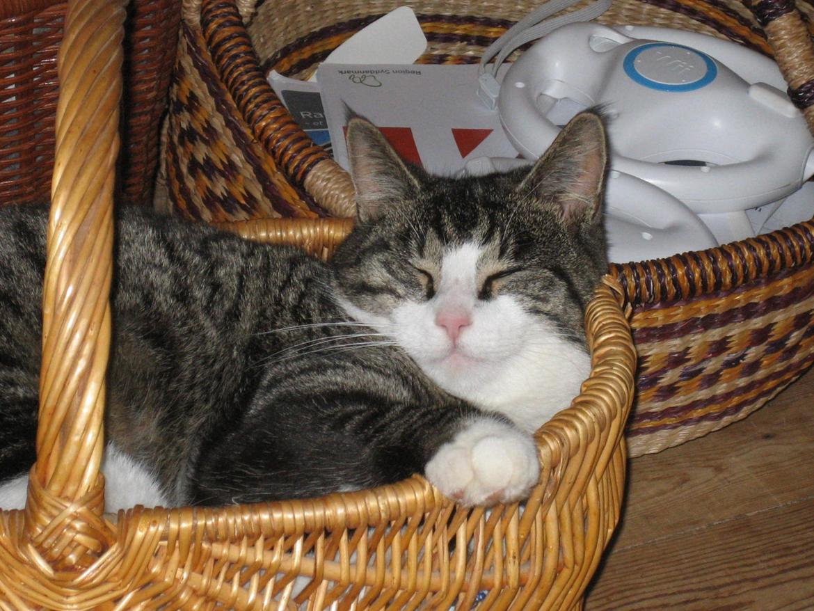 Blanding af racer Sovefisen - Ingen kurv er for lille til mig! billede 4