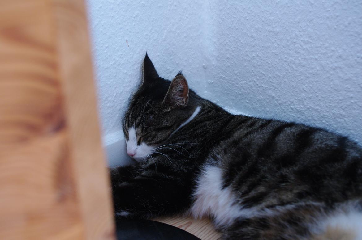 Blanding af racer Sovefisen - Yndlings soveposition! billede 5