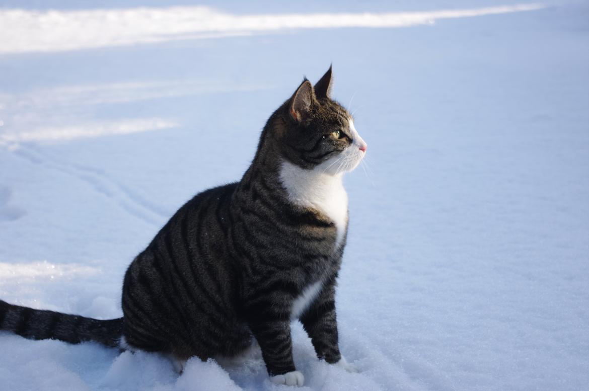 Blanding af racer Sovefisen - Nyder aftensolen og sneen. billede 6